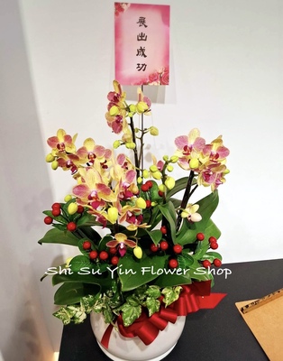 蝶飛四季蝴蝶蘭