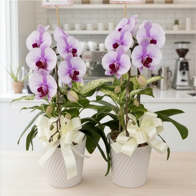 靜謐時光#生命花語