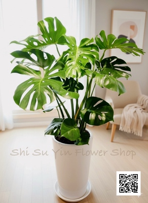 Monstera plants龜背芋
