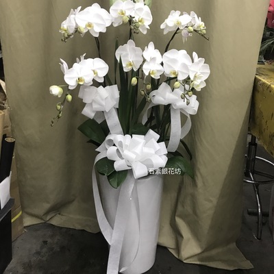 白色蘭花